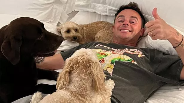 Ant McPartlin celebrated International Dog Day with a string of snaps of his beloved pooches